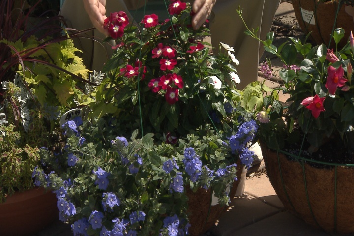 Heat tolerance, color that will last through the summer  